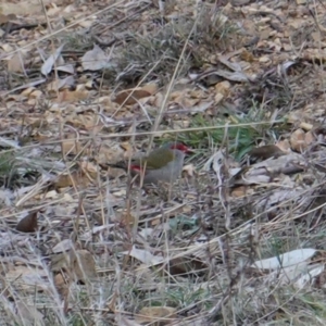 Neochmia temporalis at Deakin, ACT - 23 Jun 2019