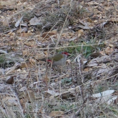 Neochmia temporalis (Red-browed Finch) at Deakin, ACT - 23 Jun 2019 by JackyF