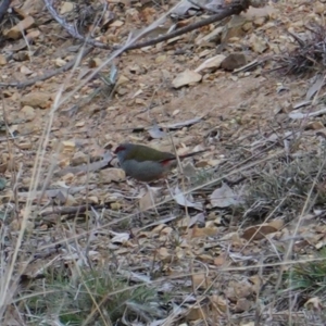 Neochmia temporalis at Deakin, ACT - 23 Jun 2019