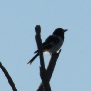 Cracticus nigrogularis at Garran, ACT - 31 Mar 2019