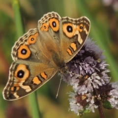 Junonia villida (Meadow Argus) at Tuggeranong DC, ACT - 3 Apr 2019 by MichaelBedingfield