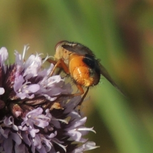 Chaetophthalmus sp. (genus) at Tuggeranong DC, ACT - 3 Apr 2019