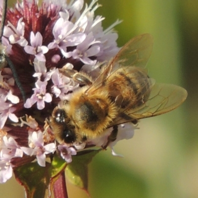 Apis mellifera (European honey bee) at Tuggeranong DC, ACT - 3 Apr 2019 by MichaelBedingfield