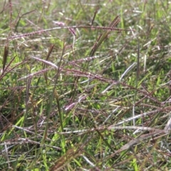 Cynodon dactylon (Couch Grass) at Point Hut to Tharwa - 3 Apr 2019 by michaelb