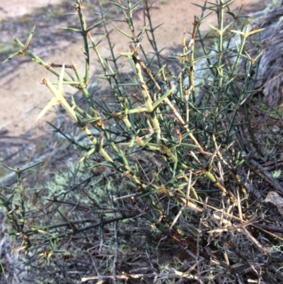 Discaria pubescens (Australian Anchor Plant) at Mount Clear, ACT - 17 May 2019 by NickiTaws