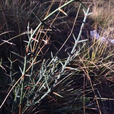 Discaria pubescens (Australian Anchor Plant) at Mount Clear, ACT - 16 May 2019 by NickiTaws