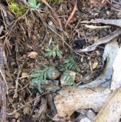 Swainsona monticola (Notched Swainson-Pea) at Mount Clear, ACT - 17 May 2019 by NickiTaws