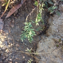 Swainsona monticola (Notched Swainson-Pea) at Mount Clear, ACT - 17 May 2019 by NickiTaws