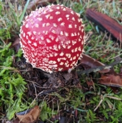 Amanita muscaria (Fly Agaric) at Moss Vale, NSW - 17 Jun 2019 by Margot