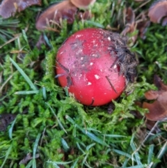 Amanita muscaria at Moss Vale, NSW - 18 Jun 2019 08:13 AM