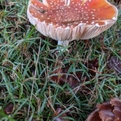 Amanita muscaria at Moss Vale, NSW - 18 Jun 2019 08:13 AM