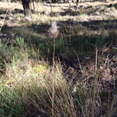 Echinopogon sp. (Hedgehog Grass) at Mount Clear, ACT - 17 May 2019 by NickiTaws