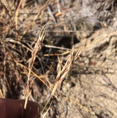Cymbopogon refractus (Barbed-wire Grass) at Bumbalong, ACT - 17 May 2019 by NickiTaws