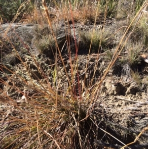 Cymbopogon refractus at Bumbalong, ACT - 17 May 2019