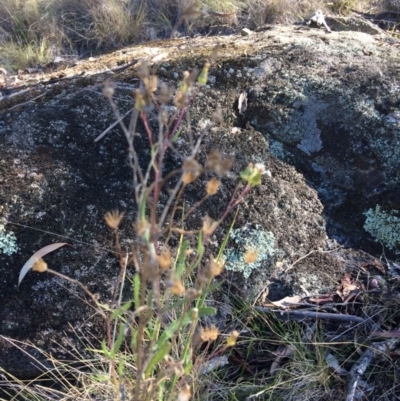 Senecio interpositus (A Fireweed) at Bumbalong, ACT - 17 May 2019 by NickiTaws