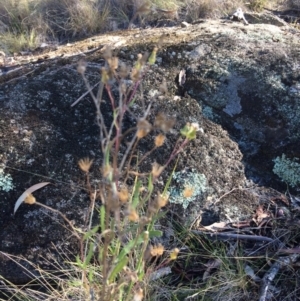 Senecio interpositus at Bumbalong, ACT - 17 May 2019