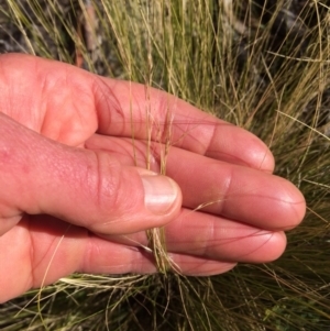 Nassella trichotoma at Bumbalong, ACT - 17 May 2019