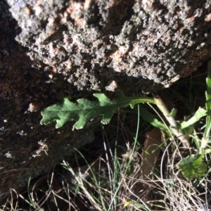 Senecio bathurstianus at Bumbalong, ACT - 17 May 2019