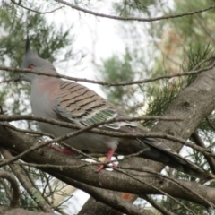 Ocyphaps lophotes (Crested Pigeon) at Campbell, ACT - 23 Jun 2019 by Campbell2612