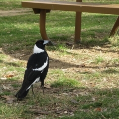 Gymnorhina tibicen (Australian Magpie) at Katoomba Park, Campbell - 22 Jun 2019 by Campbell2612