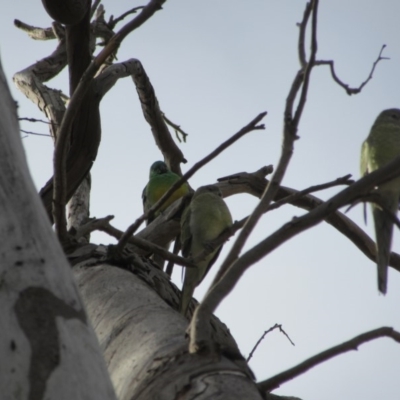 Psephotus haematonotus (Red-rumped Parrot) at Campbell, ACT - 23 Jun 2019 by Campbell2612