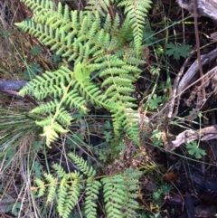 Hypolepis sp. (A Ground Fern) at Clear Range, NSW - 17 May 2019 by NickiTaws