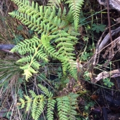 Hypolepis glandulifera (Downy Ground Fern) at Clear Range, NSW - 17 May 2019 by NickiTaws