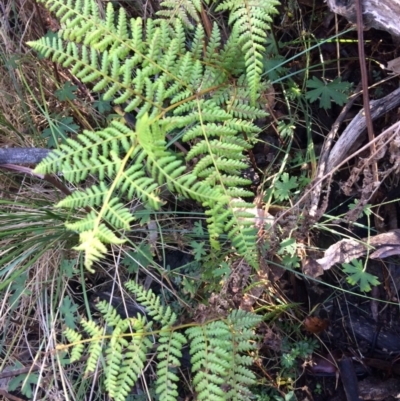 Hypolepis glandulifera (Downy Ground Fern) at Clear Range, NSW - 17 May 2019 by NickiTaws