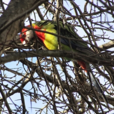 Platycercus eximius (Eastern Rosella) at Campbell, ACT - 23 Jun 2019 by Campbell2612