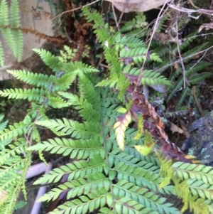 Polystichum proliferum at Clear Range, NSW - 17 May 2019 01:09 PM