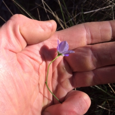 Wahlenbergia ceracea (Waxy Bluebell) at Clear Range, NSW - 17 May 2019 by NickiTaws