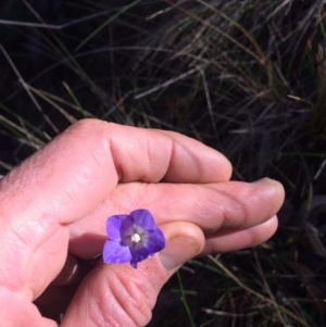 Wahlenbergia ceracea at Clear Range, NSW - 17 May 2019