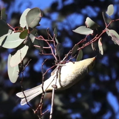 Ptilotula penicillata (White-plumed Honeyeater) at Mount Ainslie - 10 Jun 2019 by jb2602