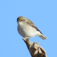 Microeca fascinans (Jacky Winter) at Bellmount Forest, NSW - 22 Jun 2019 by MatthewFrawley