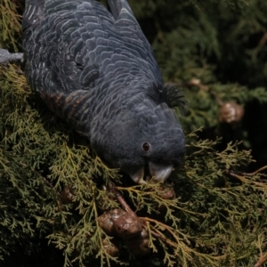 Callocephalon fimbriatum at Chifley, ACT - 24 Jun 2019