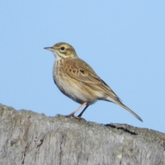 Anthus australis (Australian Pipit) at Bellmount Forest, NSW - 21 Jun 2019 by MatthewFrawley