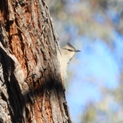 Climacteris picumnus victoriae (Brown Treecreeper) at Bellmount Forest, NSW - 22 Jun 2019 by MatthewFrawley