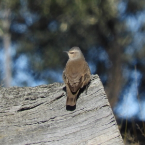 Climacteris picumnus at Bellmount Forest, NSW - 22 Jun 2019