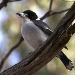 Cracticus torquatus (Grey Butcherbird) at Ainslie, ACT - 9 Jun 2019 by jbromilow50
