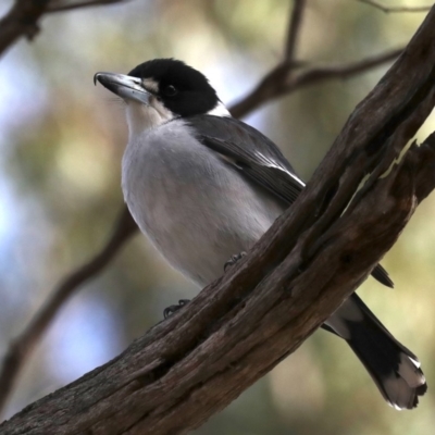 Cracticus torquatus (Grey Butcherbird) at Mount Ainslie - 9 Jun 2019 by jb2602