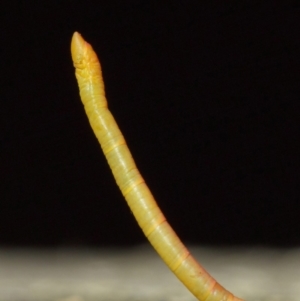 Crypsiphona ocultaria at Hackett, ACT - 13 Jun 2019