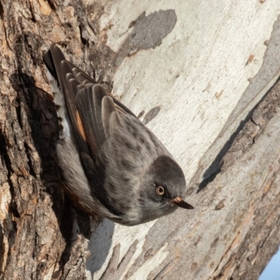 Daphoenositta chrysoptera (Varied Sittella) at Forde, ACT - 23 Jun 2019 by rawshorty