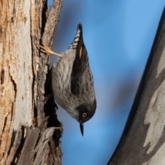 Daphoenositta chrysoptera at Forde, ACT - 23 Jun 2019