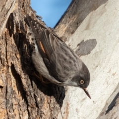 Daphoenositta chrysoptera at Forde, ACT - 23 Jun 2019