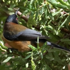 Acanthorhynchus tenuirostris (Eastern Spinebill) at Ainslie, ACT - 9 Jun 2019 by jbromilow50