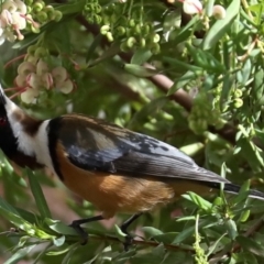 Acanthorhynchus tenuirostris at Ainslie, ACT - 9 Jun 2019