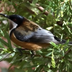 Acanthorhynchus tenuirostris at Ainslie, ACT - 9 Jun 2019