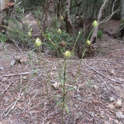 Gomphocarpus fruticosus (Narrow-leaved Cotton Bush) at Yerranderie Regional Park - 29 Mar 2019 by RobParnell
