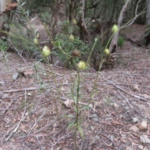 Gomphocarpus fruticosus at Yerranderie, NSW - 29 Mar 2019