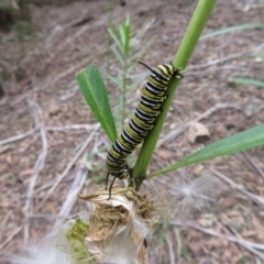 Gomphocarpus fruticosus at Yerranderie, NSW - 29 Mar 2019